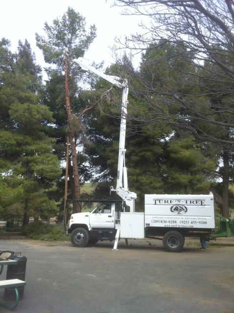 Tree Services